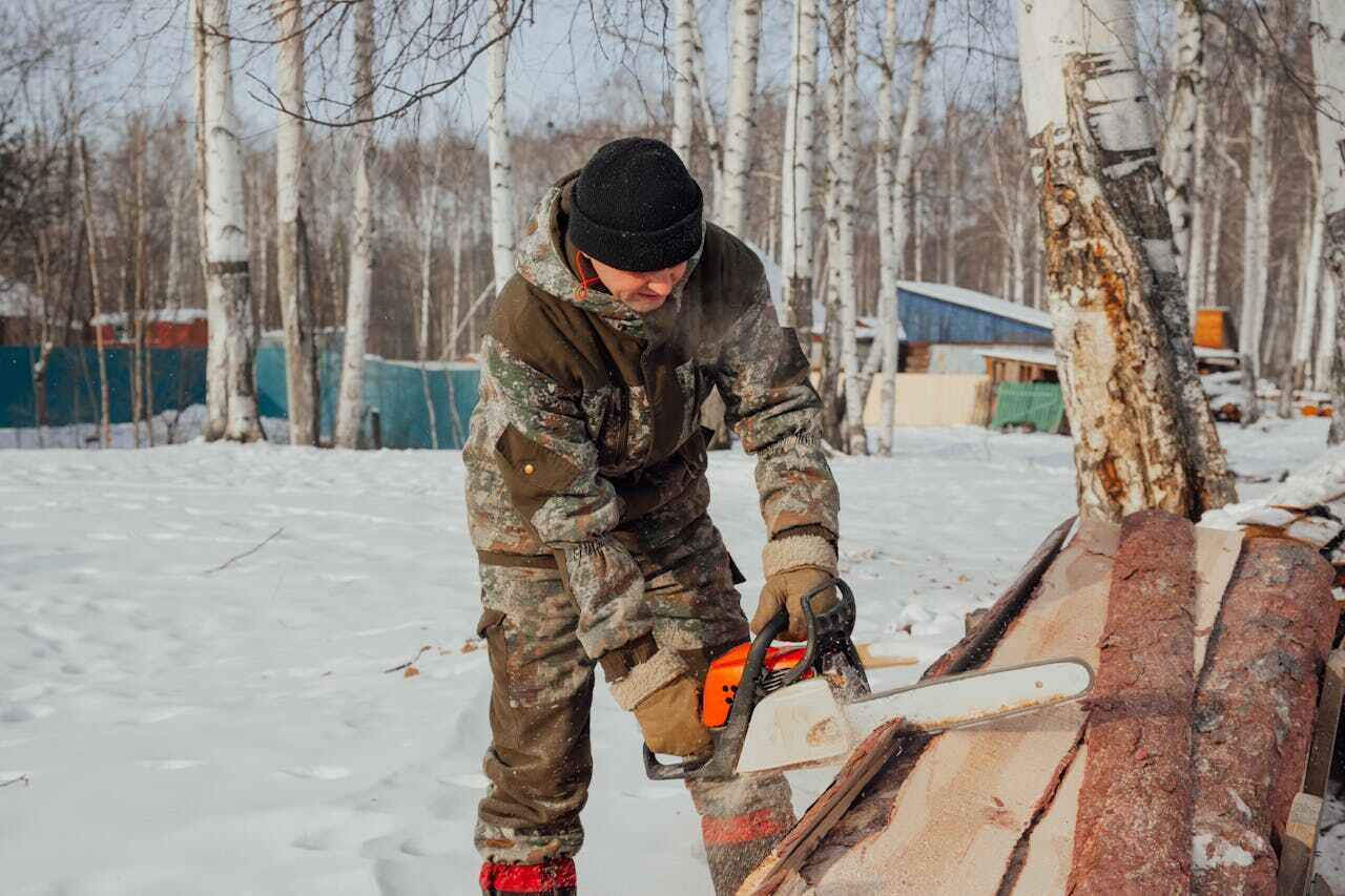 Tree Root Removal in Hooks, TX